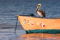 Sea Professional